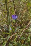 Soapwort gentian, Gentianopsis virgata