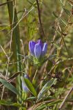 Soapwort gentian, Gentianopsis virgata