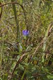 Soapwort gentian, Gentianopsis virgata