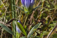 Soapwort Gentian, Gentianopsis virgata