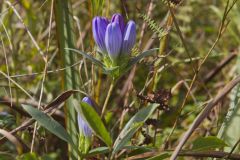 Soapwort Gentian, Gentianopsis virgata