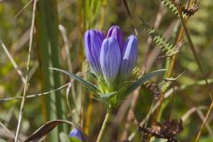 Soapwort Gentian, Gentianopsis virgata