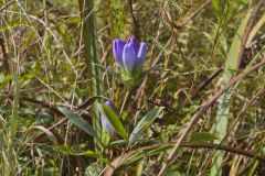 Soapwort Gentian, Gentianopsis virgata