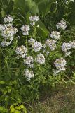 Soapwort , Saponaria officinalis
