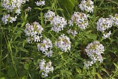 Soapwort