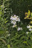 Soapwort , Saponaria officinalis