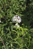Soapwort , Saponaria officinalis