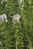 Soapwort , Saponaria officinalis