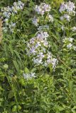 Soapwort , Saponaria officinalis