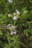 Soapwort , Saponaria officinalis