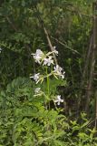 Soapwort , Saponaria officinalis