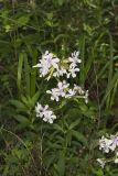 Soapwort , Saponaria officinalis