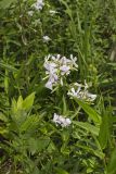 Soapwort , Saponaria officinalis