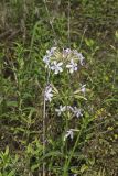 Soapwort , Saponaria officinalis
