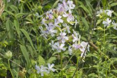 Soapwort , Saponaria officinalis
