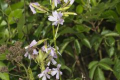 Soapwort , Saponaria officinalis