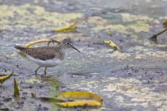 Solitary Sandpiper, Tringa solitaria