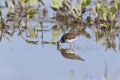 Solitary Sandpiper, Tringa solitaria