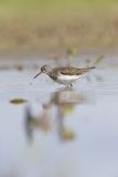 Solitary Sandpiper, Tringa solitaria