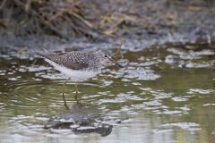 Solitary Sandpiper, Tringa solitaria