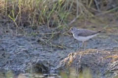 Solitary Sandpiper, Tringa solitaria