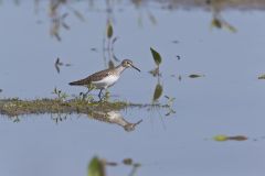 Solitary Sandpiper, Tringa solitaria