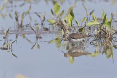 Solitary Sandpiper, Tringa solitaria
