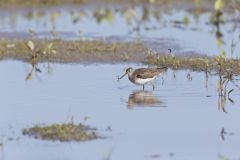 Solitary Sandpiper, Tringa solitaria