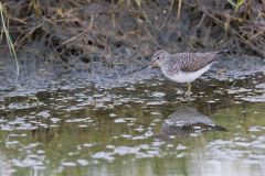 Solitary Sandpiper, Tringa solitaria