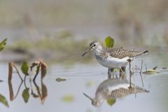 Solitary Sandpiper, Tringa solitaria