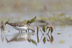 Solitary Sandpiper, Tringa solitaria