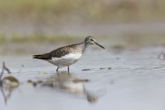 Solitary Sandpiper, Tringa solitaria