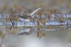 Solitary Sandpiper, Tringa solitaria