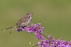 Song Sparrow, Melospiza melodia