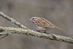 Song Sparrow, Melospiza melodia