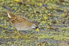 Sora, Porzana carolina