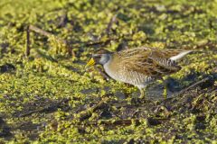 Sora, Porzana carolina
