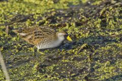 Sora, Porzana carolina