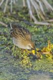 Sora, Porzana carolina