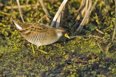 Sora, Porzana carolina