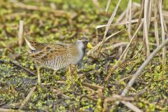 Sora, Porzana carolina