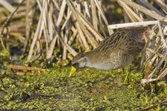 Sora, Porzana carolina