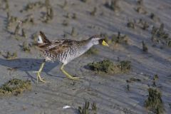 Sora, Porzana carolina