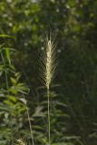 Southeastern Wildrye, Elymus glabriflorus