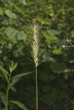 Southeastern Wildrye, Elymus glabriflorus