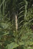 Southeastern Wildrye, Elymus glabriflorus