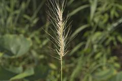 Southeastern Wildrye