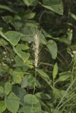 Southeastern Wildrye, Elymus glabriflorus