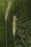 Southeastern Wildrye, Elymus glabriflorus