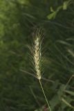 Southeastern Wildrye, Elymus glabriflorus